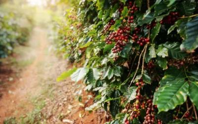 Top 5 Secrets Why Specialty Coffee Wins Over Regular Beans
